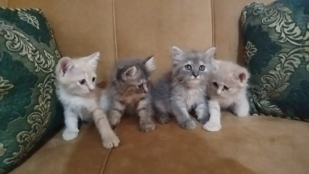Persian Baby Cats For sale — photo 3