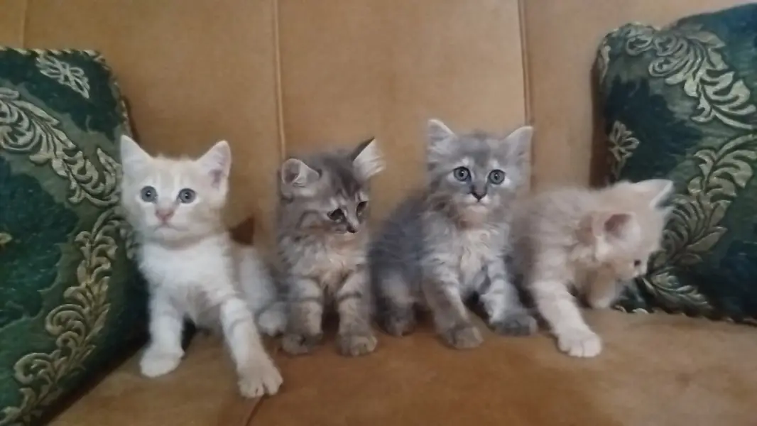 Persian Baby Cats For sale — photo 4