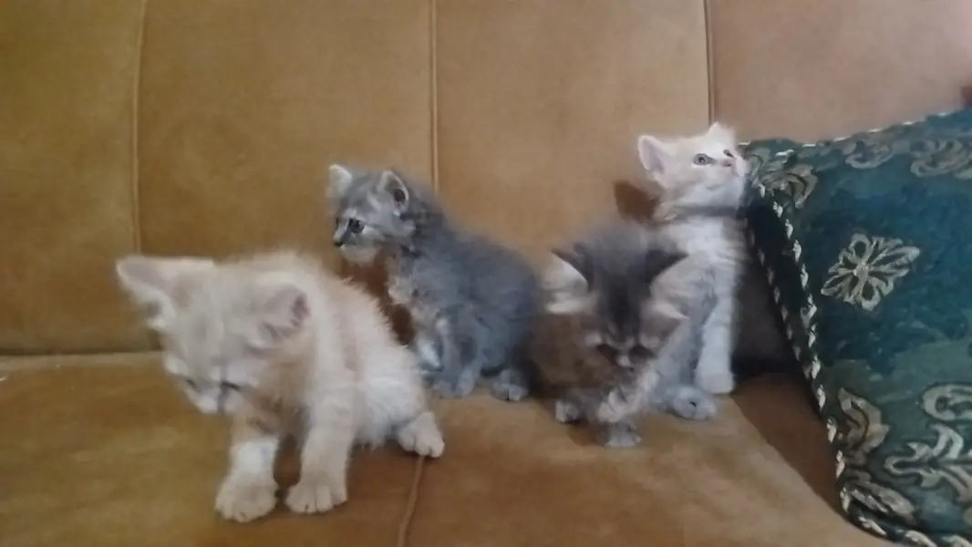 Persian Baby Cats For sale — photo 5