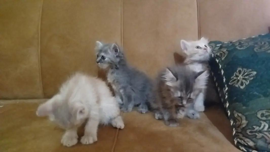Persian Baby Cats For sale — photo 6