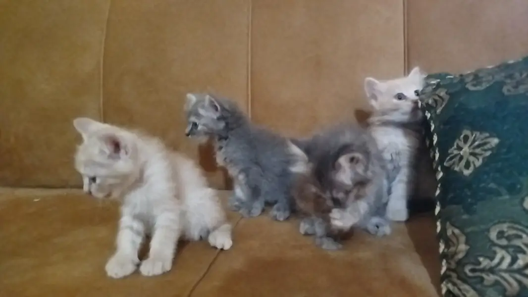 Persian Baby Cats For sale — photo 7