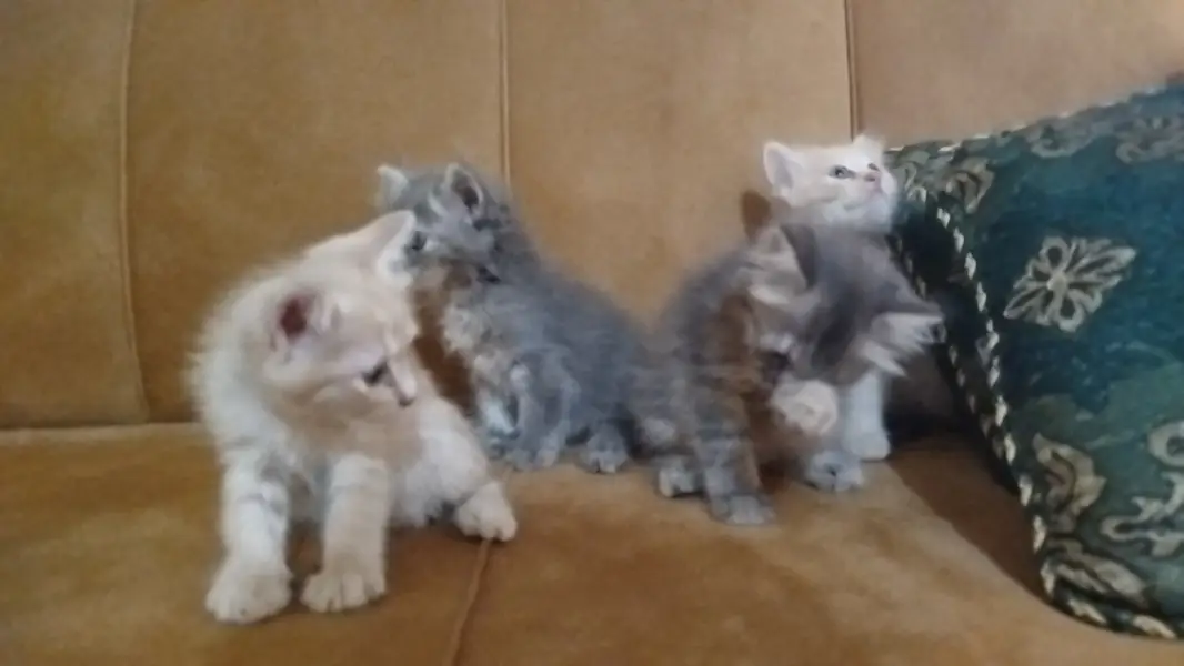 Persian Baby Cats For sale — photo 8