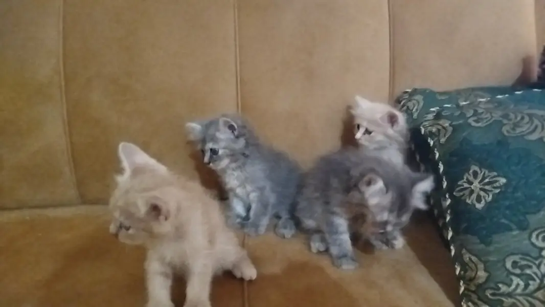Persian Baby Cats For sale — photo 9