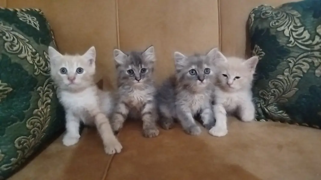 Persian Baby Cats For sale — photo 10