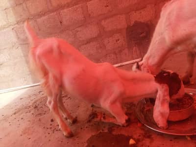 bakry for sale