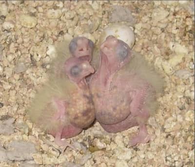 Cockatiel (cocktail) chicks (eno black eyes, v pied, pied)