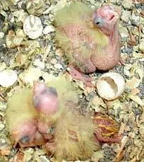 Cockatiel (cocktail) chicks (eno black eyes, v pied, pied) — photo 2