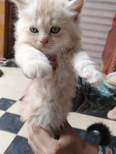 Male persian kitten