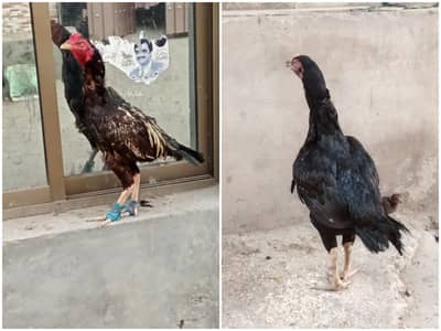 Best Mianwali Aseel pair with 1 chicks wtsp 03402012707