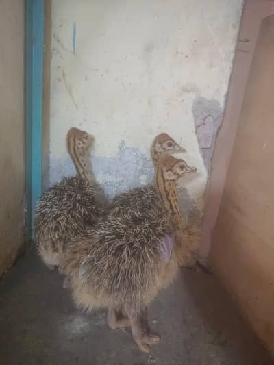 Healthy Ostrich Pair for Sale