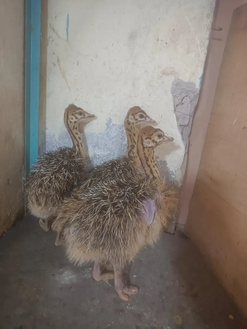 Healthy Ostrich Pair for Sale — photo 2