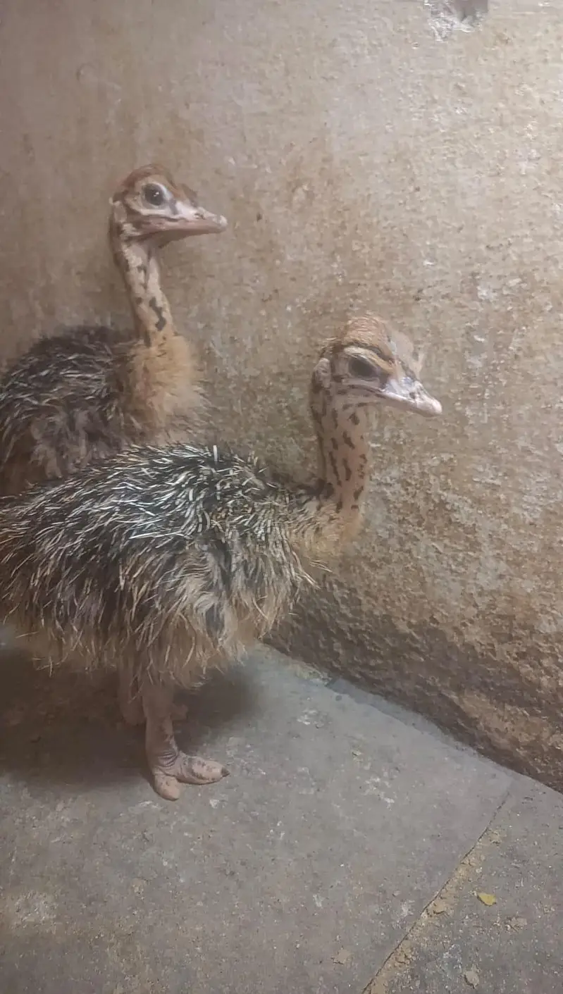 Healthy Ostrich Pair for Sale — photo 3