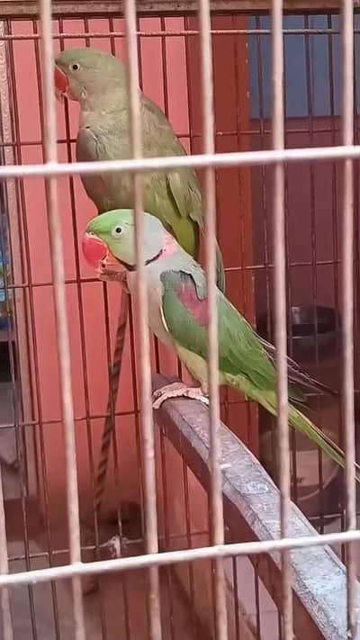 kashmiri Pahari piar for sale 03.16. 2402535