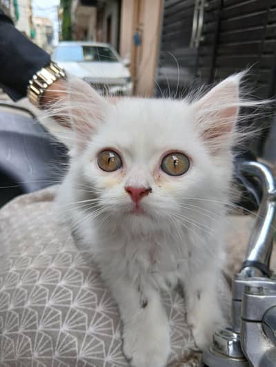 white cat