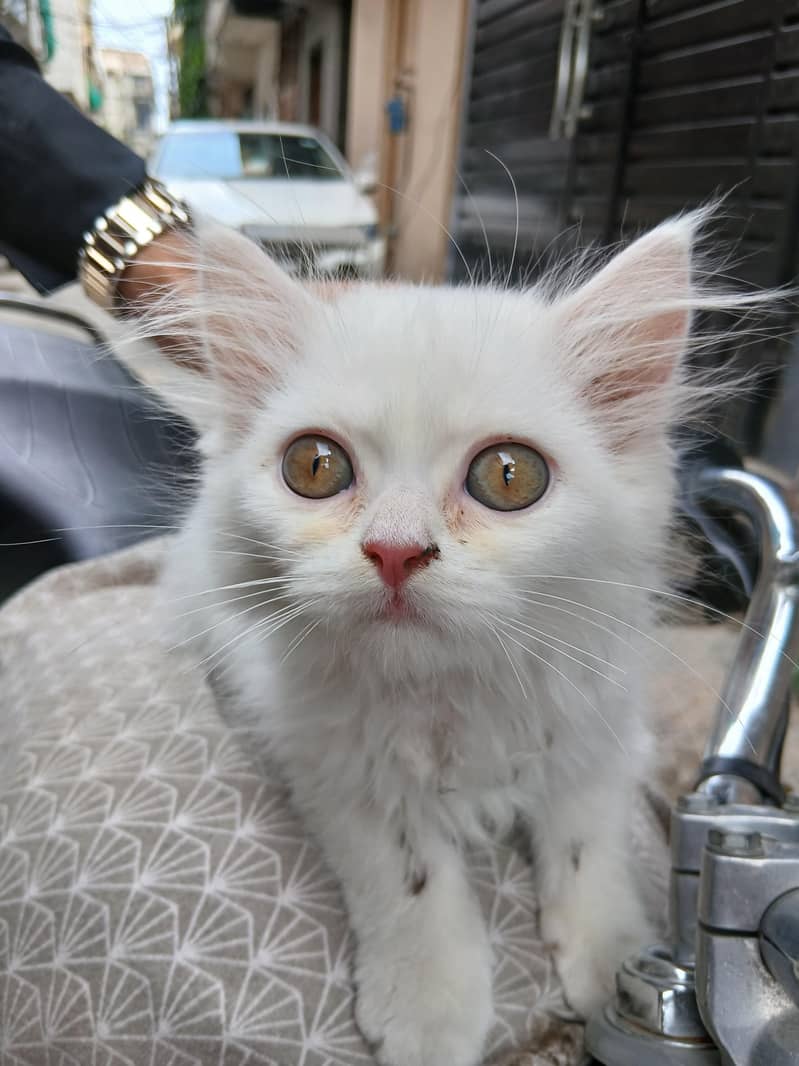 white cat 0