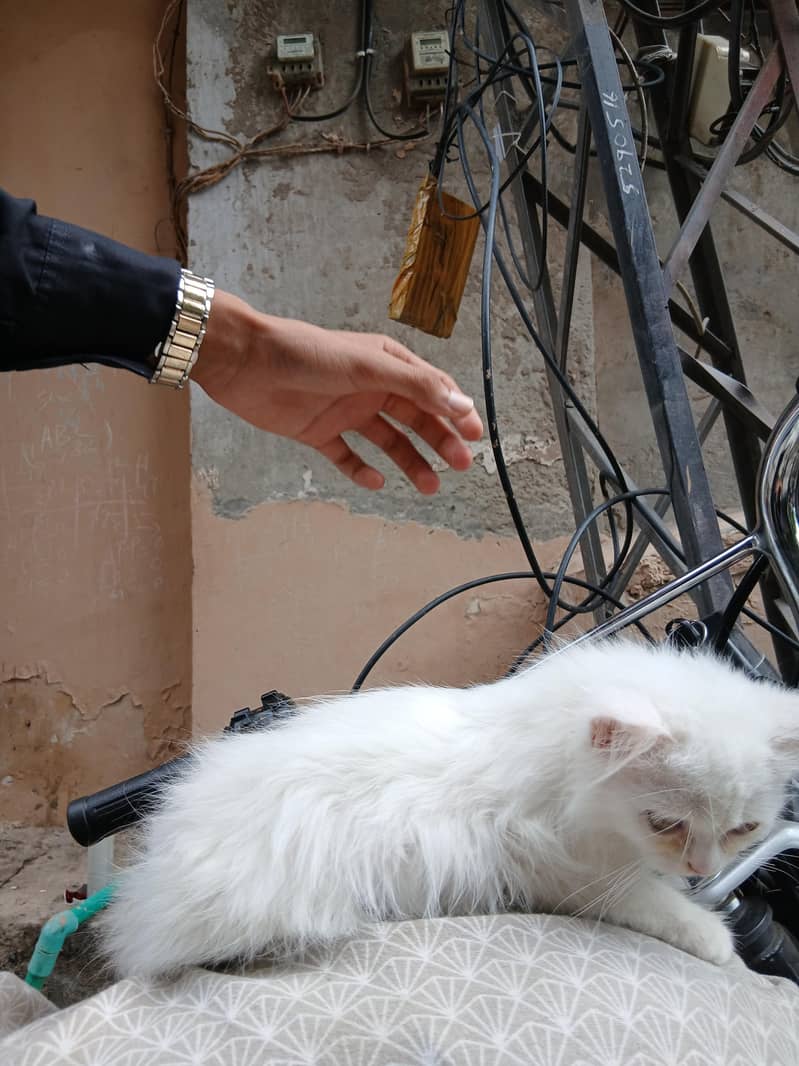 white cat 1