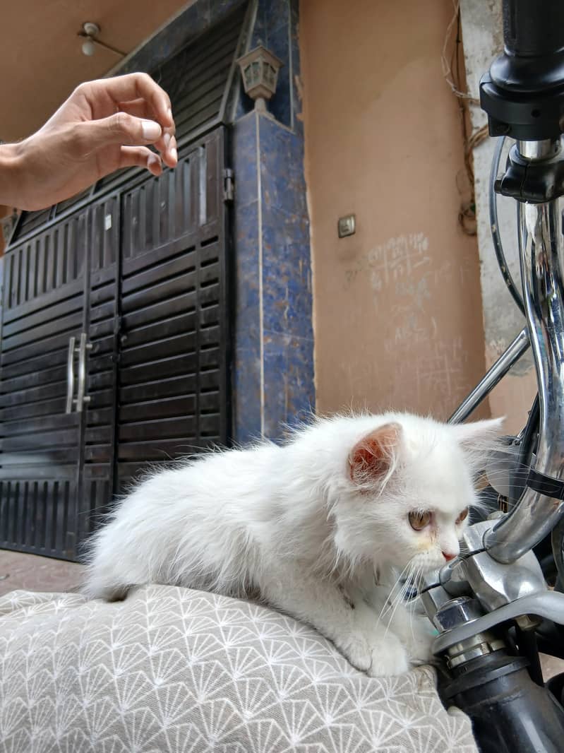 white cat 2
