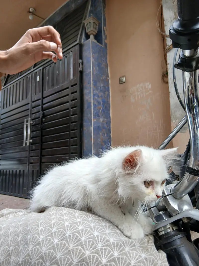 white cat — photo 3