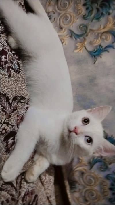 cat for sale