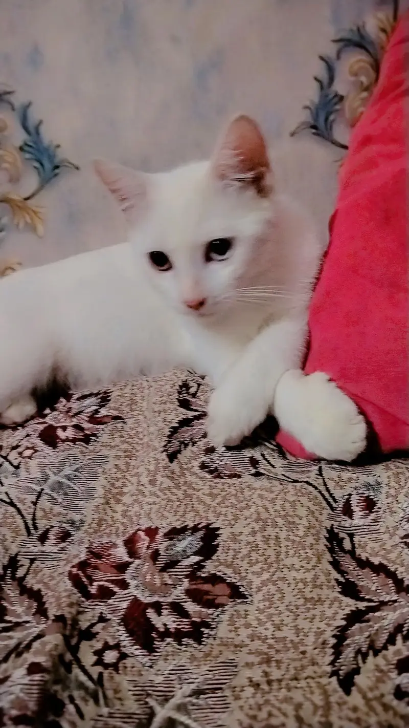 cat for sale — photo 2