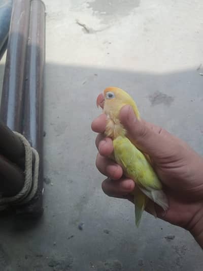 Decino opline FEMALE STILL AVIALABLE 24/07/2026