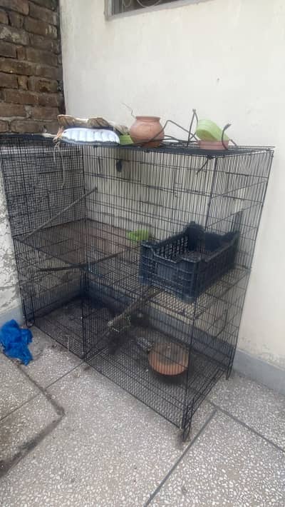 Birds cage