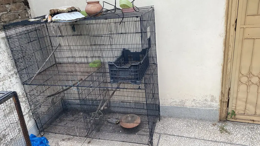 Birds cage — photo 3