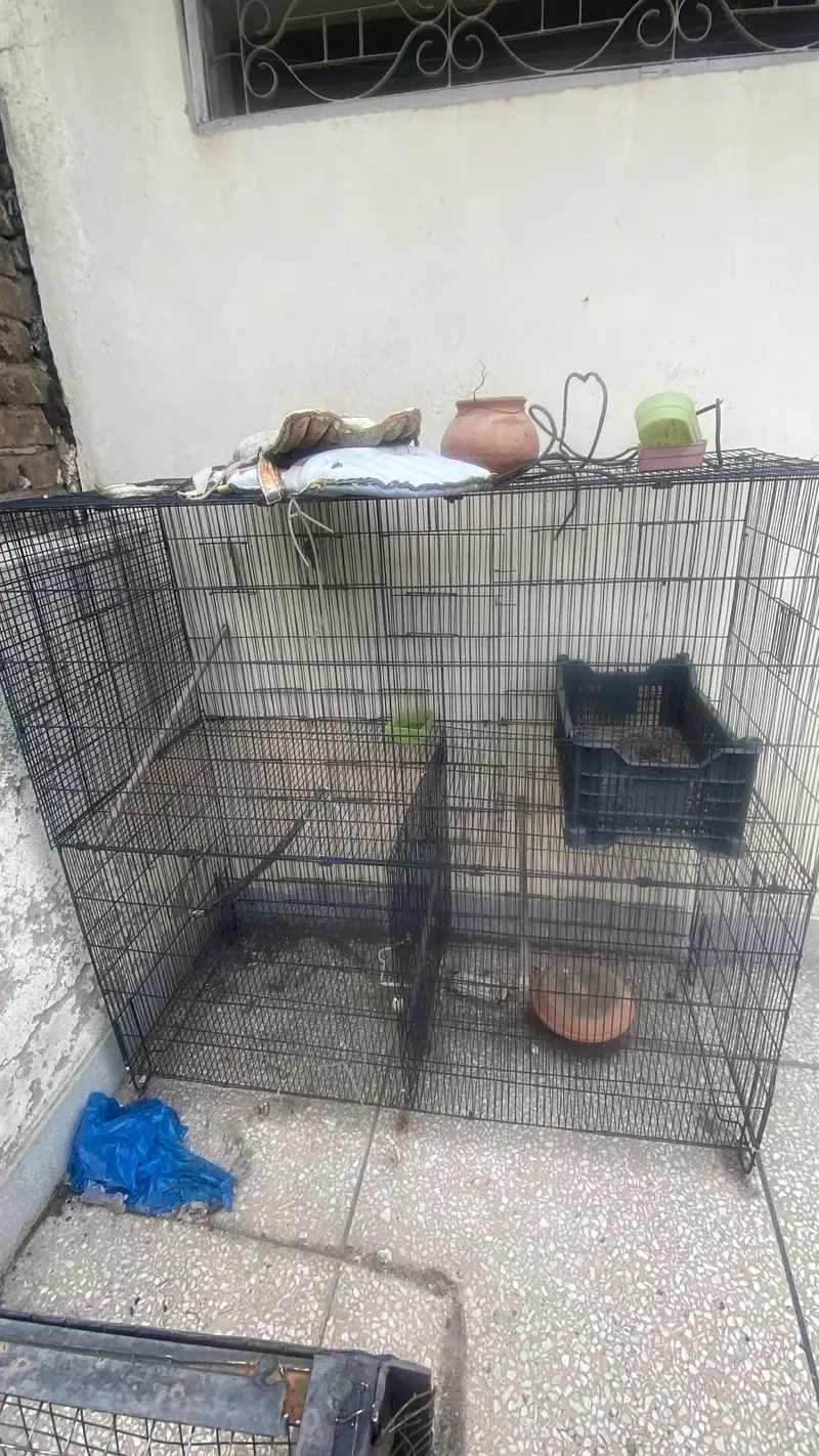 Birds cage — photo 4
