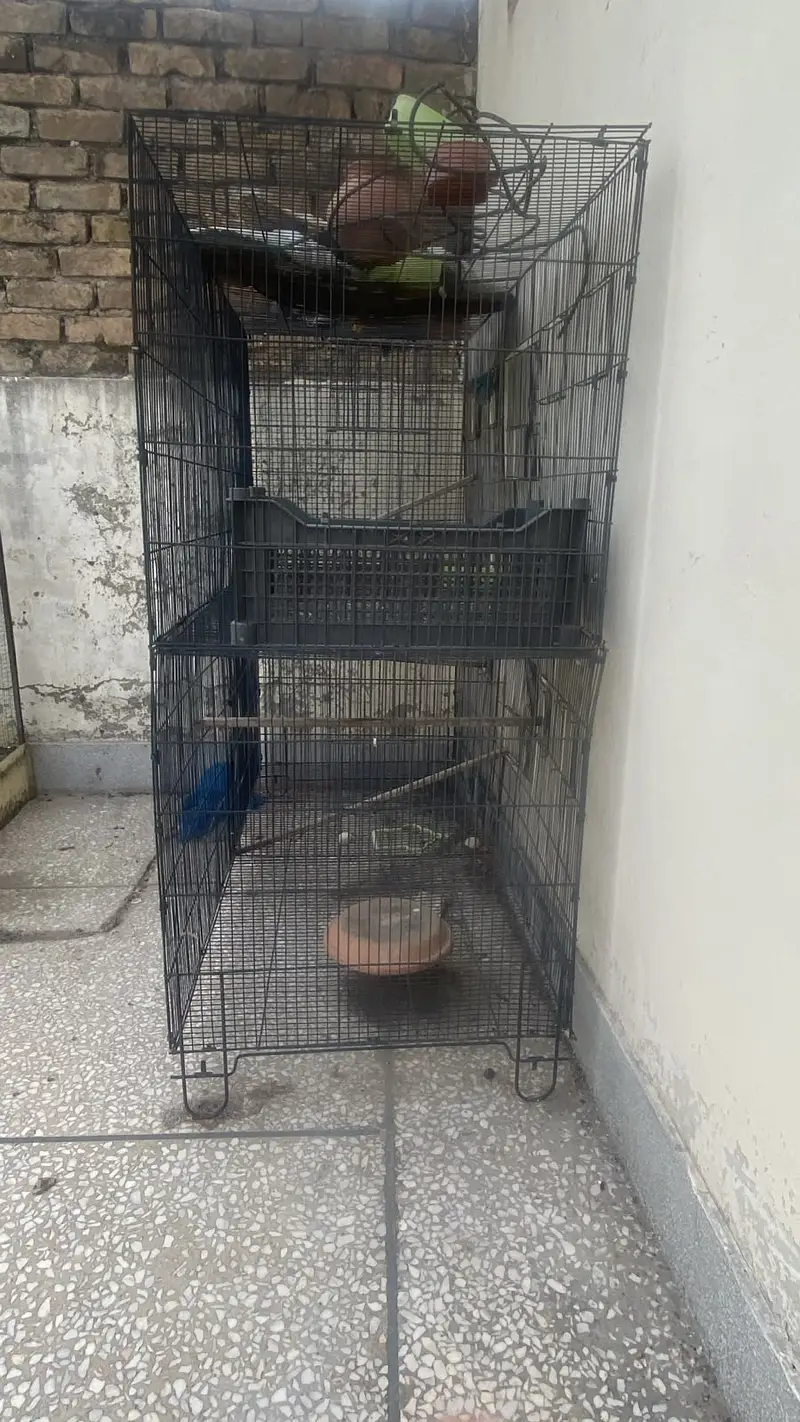 Birds cage — photo 5
