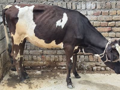 Wehri for sale
