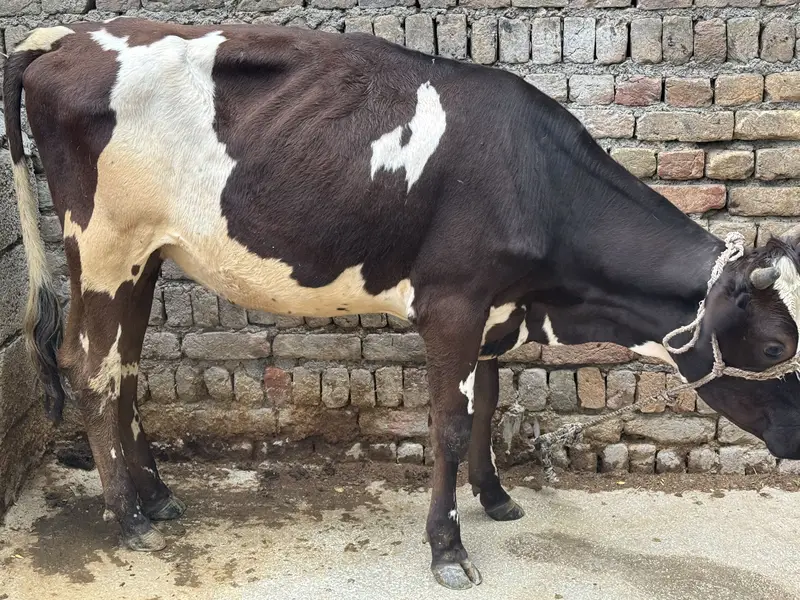 Wehri for sale — photo 2