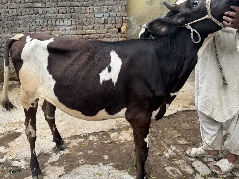 Wehri for sale — photo 4