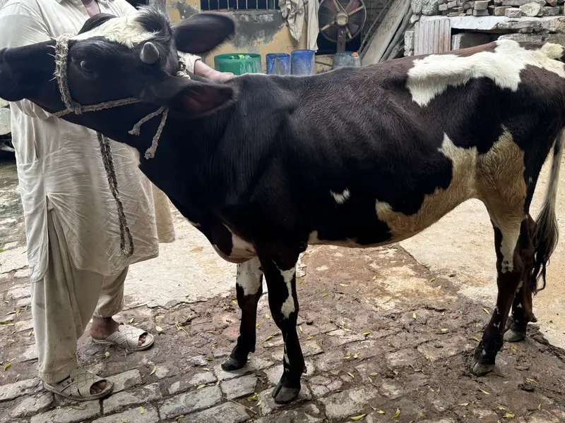 Wehri for sale — photo 7