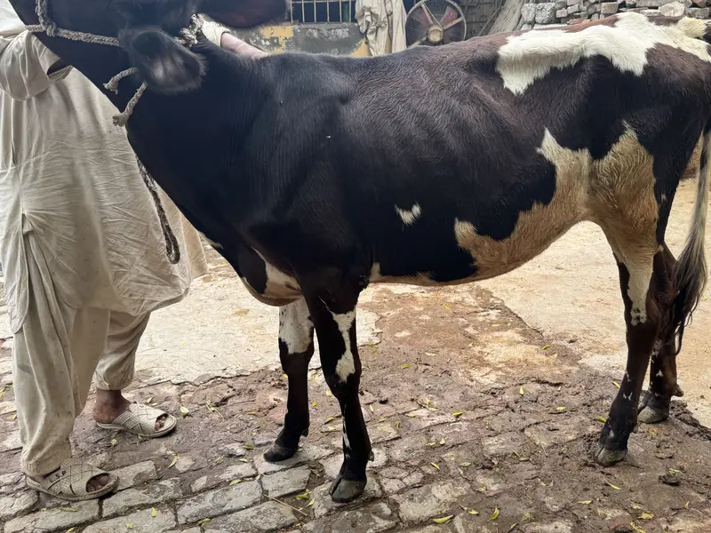 Wehri for sale — photo 8