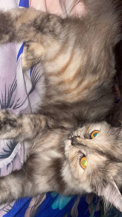 Persian cat for sell