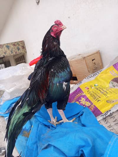 Mushka High quality now breeder