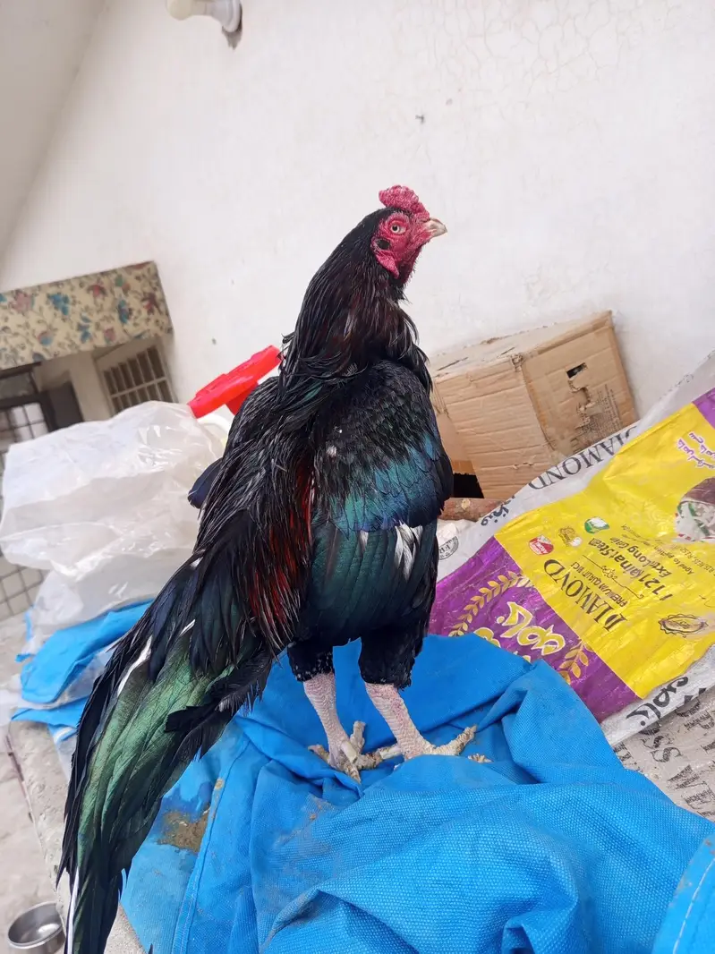 Mushka High quality now breeder — photo 2