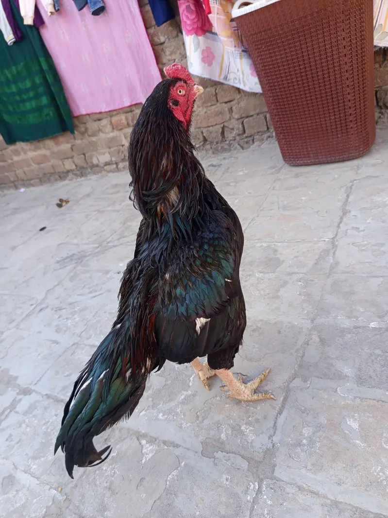 Mushka High quality now breeder — photo 3