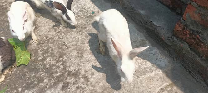 four sale male and female rabbit 