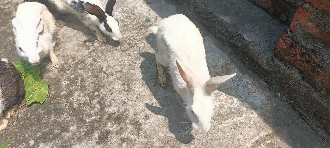four sale male and female rabbit 