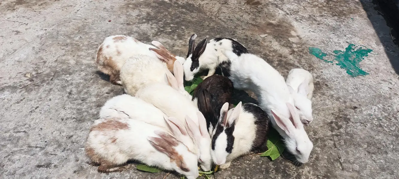 four sale male and female rabbit  — photo 2