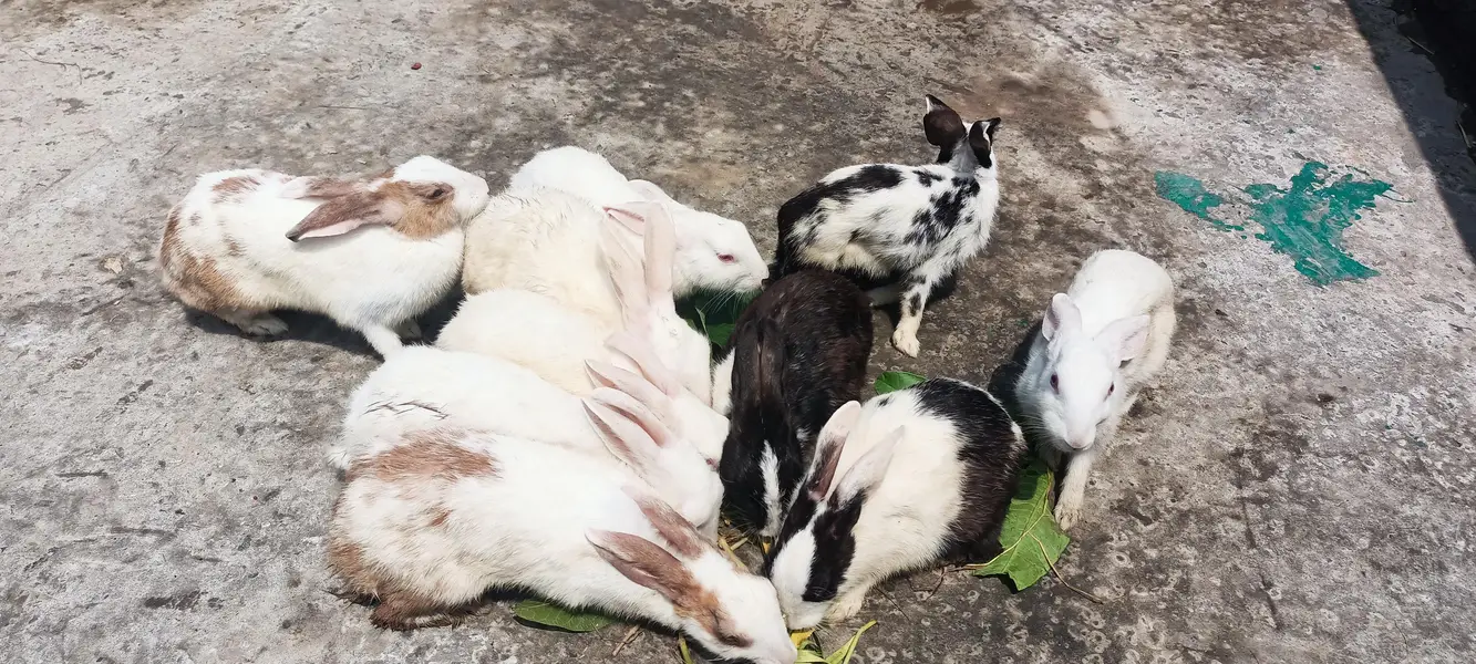 four sale male and female rabbit  — photo 3
