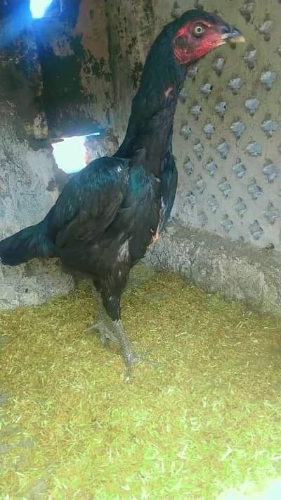 shamo patha with female