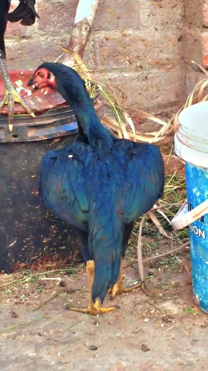 shamo patha with female — photo 2