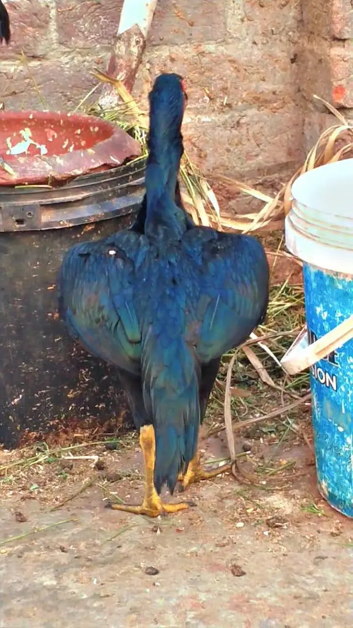 shamo patha with female — photo 3