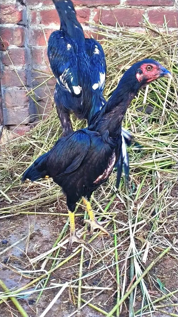 shamo patha with female — photo 4