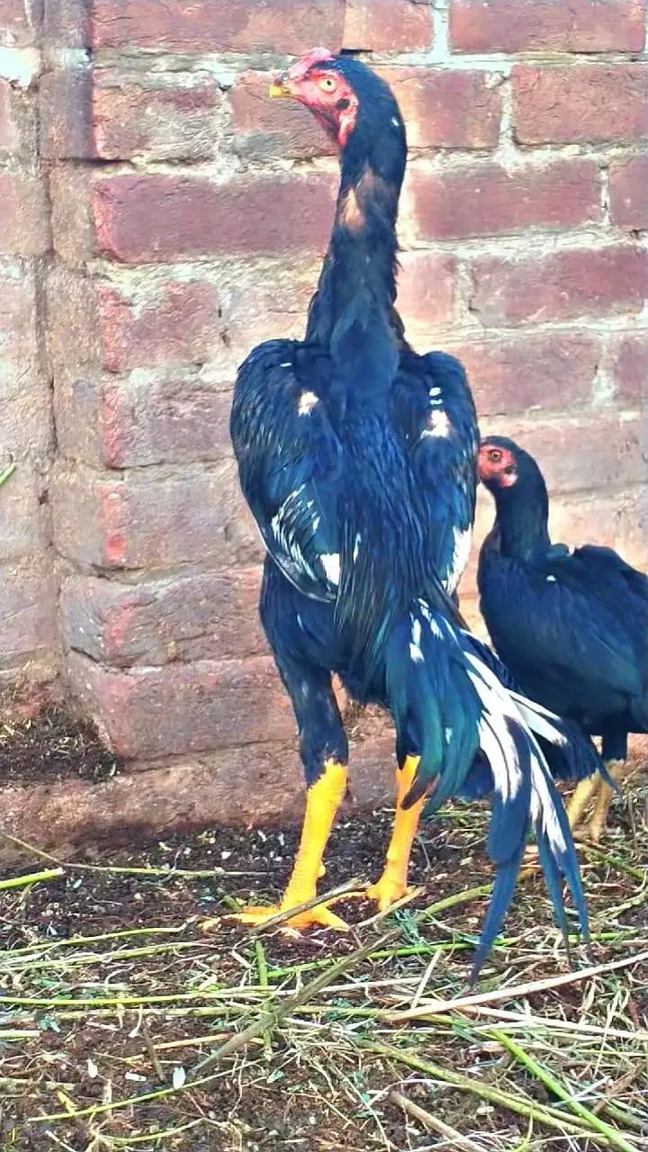 shamo patha with female — photo 7