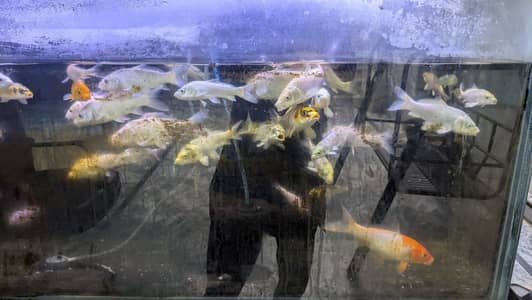 koi and shubunkin for sale