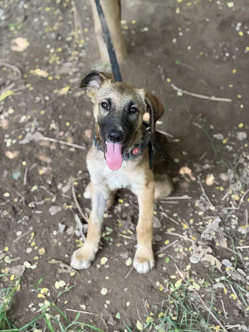 German Shepherd Puppy — photo 2