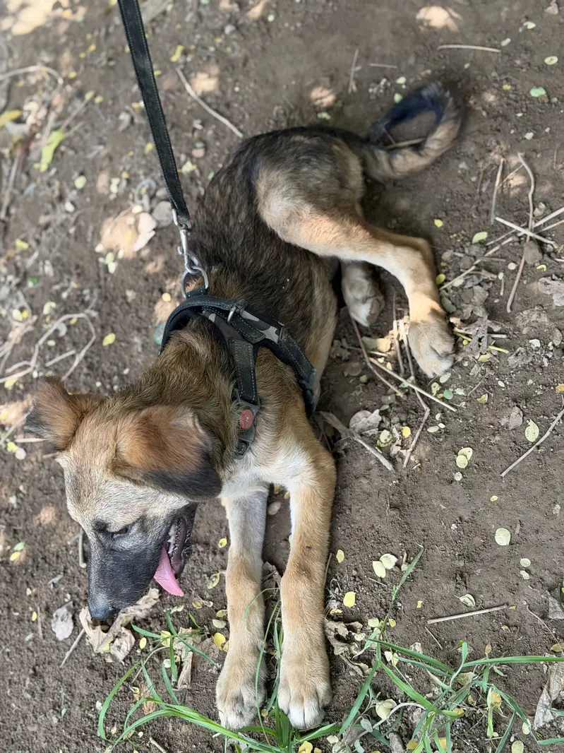 German Shepherd Puppy — photo 3